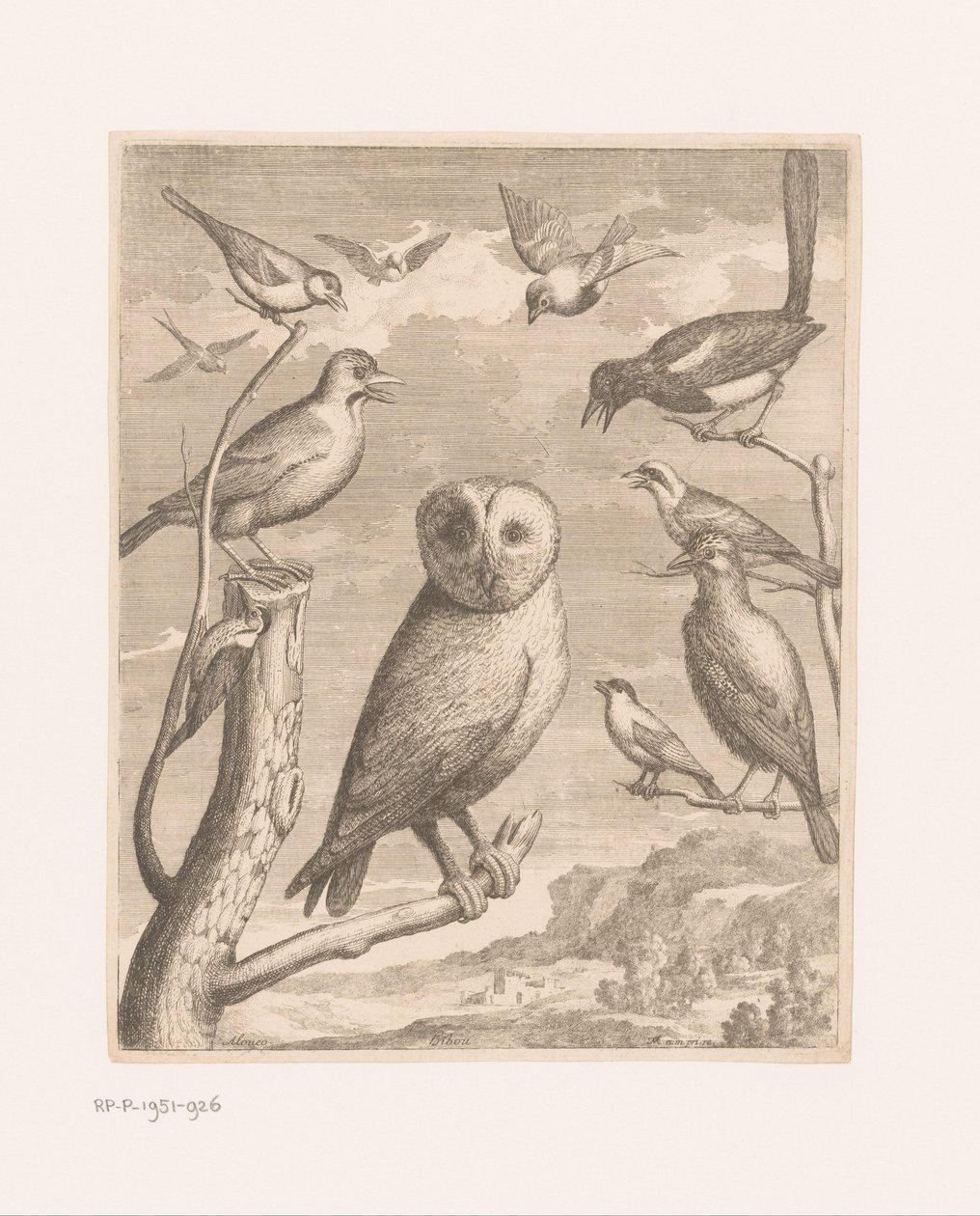 Ugle og andre fugler Alouco Hibou (tittel på objekt) Fugler fra Versailles Zoo (serietittel) av Nicolas Robert (possibly)