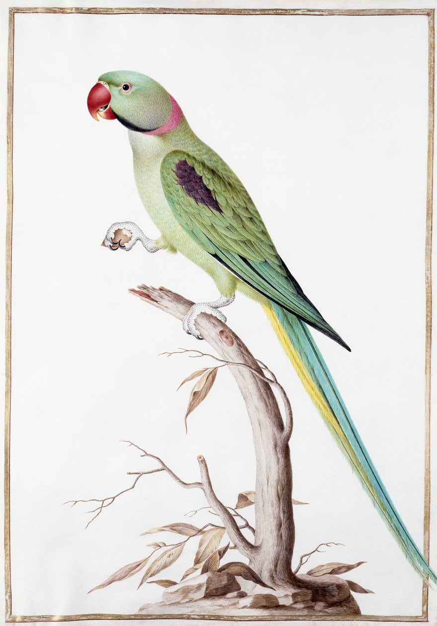 Alexandrine Parakeet av Nicolas Robert