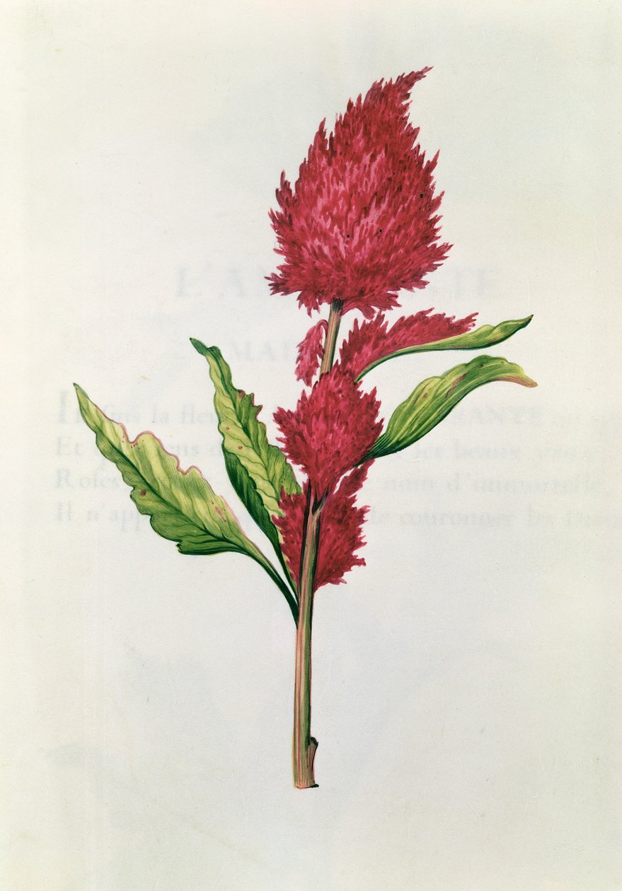 Amaranthus, fra 