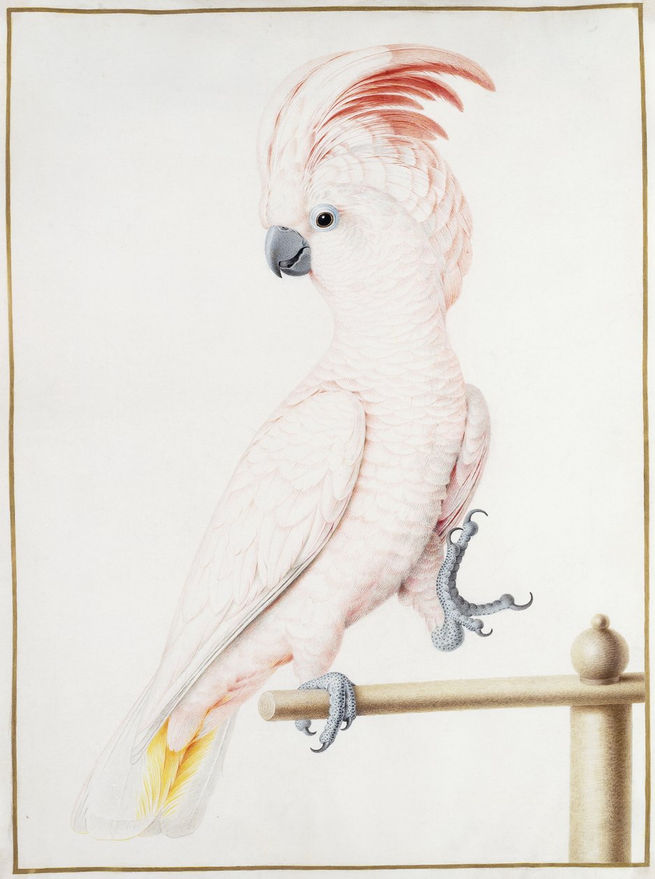 Major Mitchells kakadu av Nicolas Robert