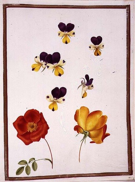 PD.109-1973.f15 Seks stemorsblomster og to Rosa Foetida (østerriksk briar) (akvarell på vellum) av Nicolas Robert