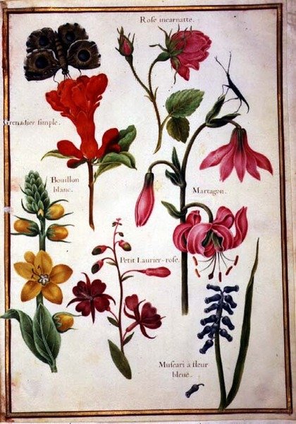 PD.109-1973.f43 Blomsterstudier (akvarell på vellum) av Nicolas Robert