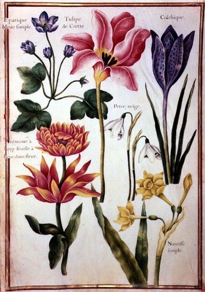 PD.109-1973.f48 Blomsterstudier (akvarell på vellum) av Nicolas Robert