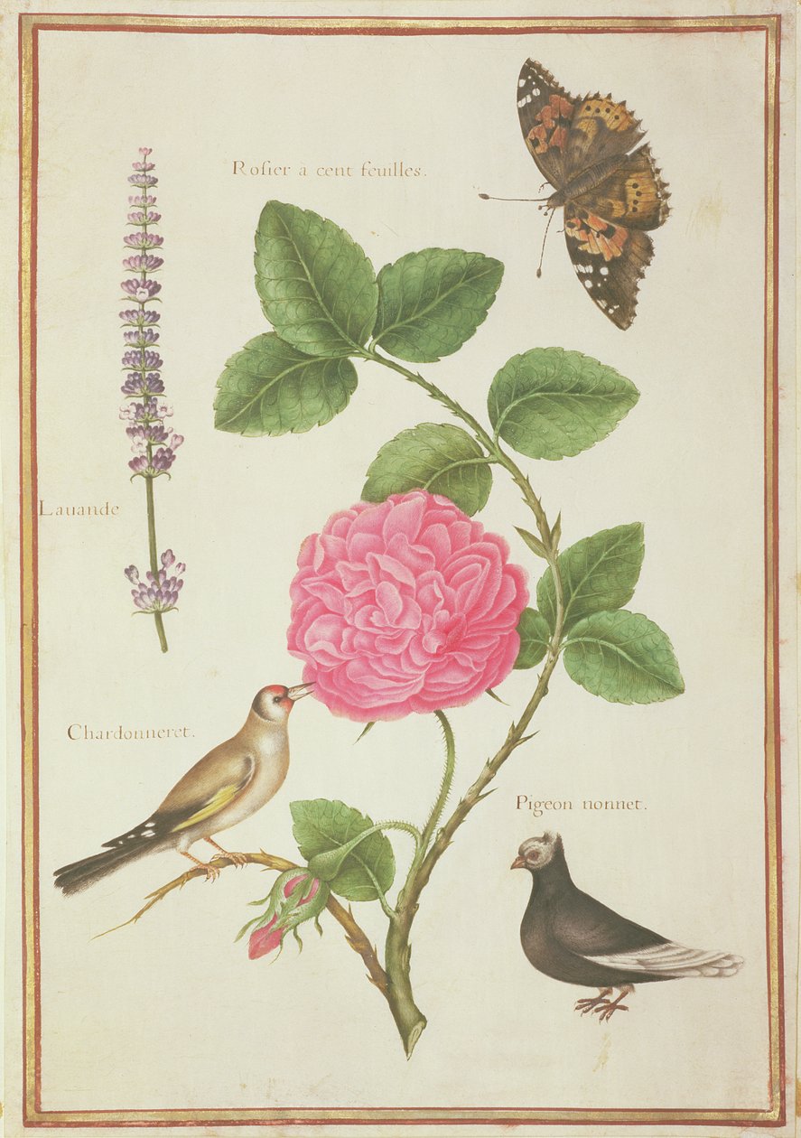 PD.109-1973.f60 Centifolia rose, lavendel, skilpaddeskall sommerfugl, gullfink og toppdue (wc på vellum) av Nicolas Robert