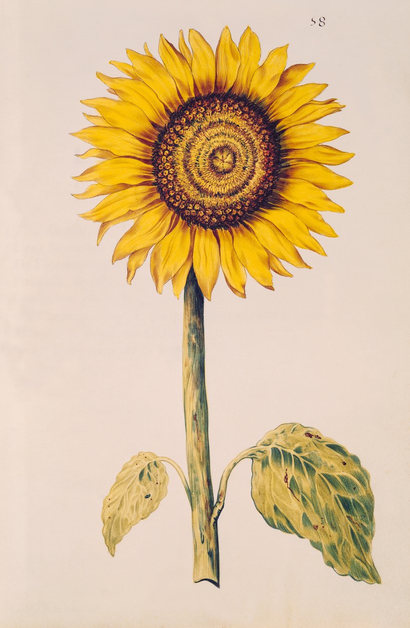 Solsikke eller Helianthus, fra 
