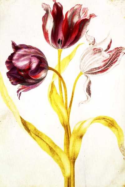 Tulipaner, ca. 1675 (gouache på vellum) av Nicolas Robert