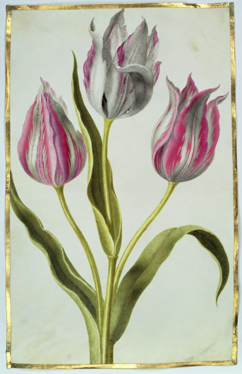 Tulipaner, ca. 1675 (gouache på vellum) av Nicolas Robert