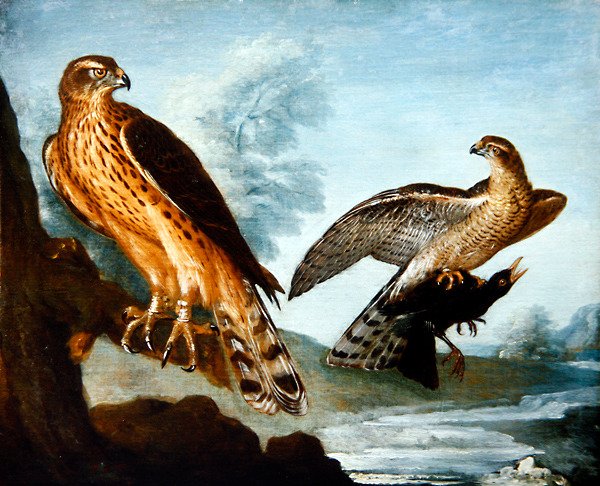 To hønsehauker, den ene holder en svarttrost (olje på lerret) av Nicolas Spheyman