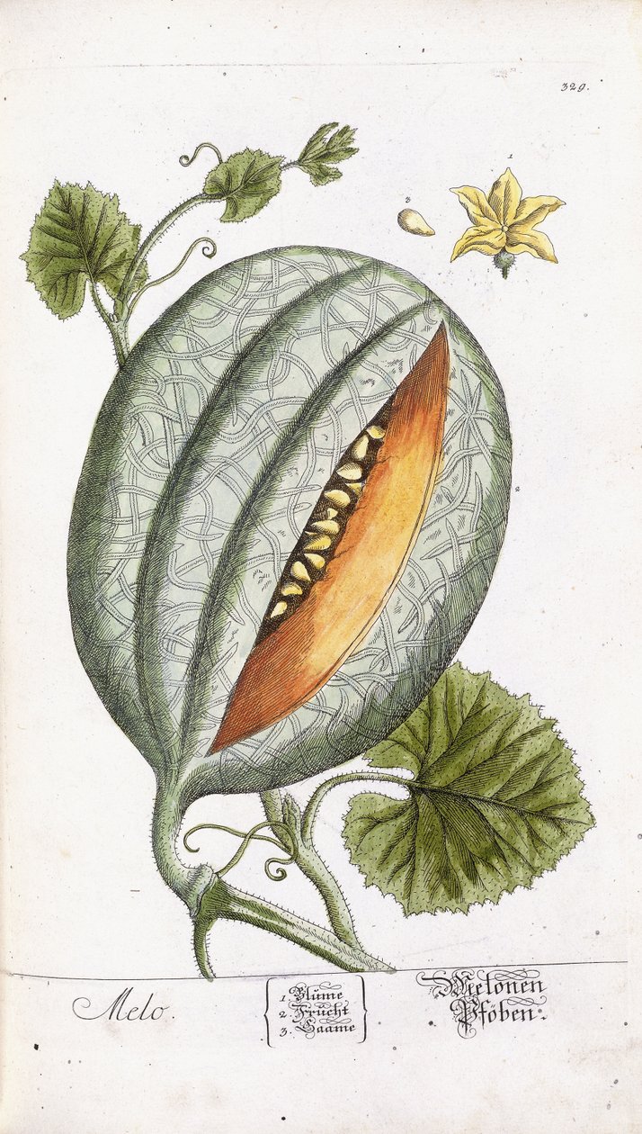 A Melon, ca. 1750-1765 av Nikolaus Friedrich Eisenberger