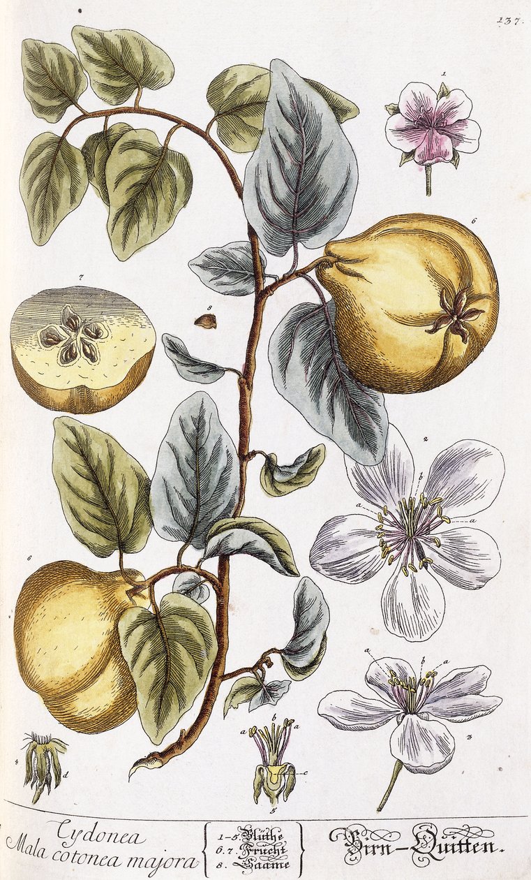 Quince av Nikolaus Friedrich Eisenberger