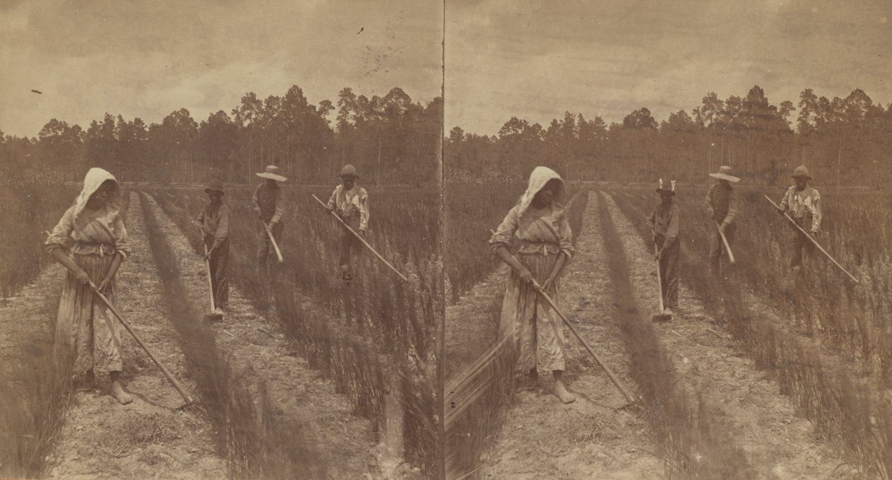 Hoeing Rice, 1876-1888. av O. Pierre Havens