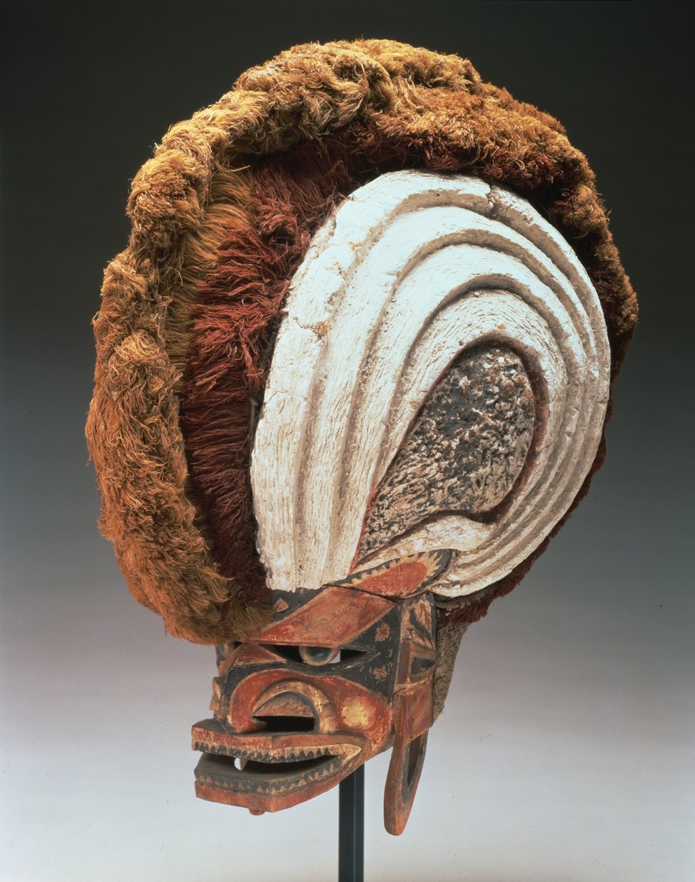 Hjelmmaske (tatanua), Nord-Ny-Irland, Papua Ny-Guinea, 1884-95 (tre, maling, opercula-skjell, limegips, plantefiber, bark, barkduk, rotting og snor) (se også 169883) av Oceanic