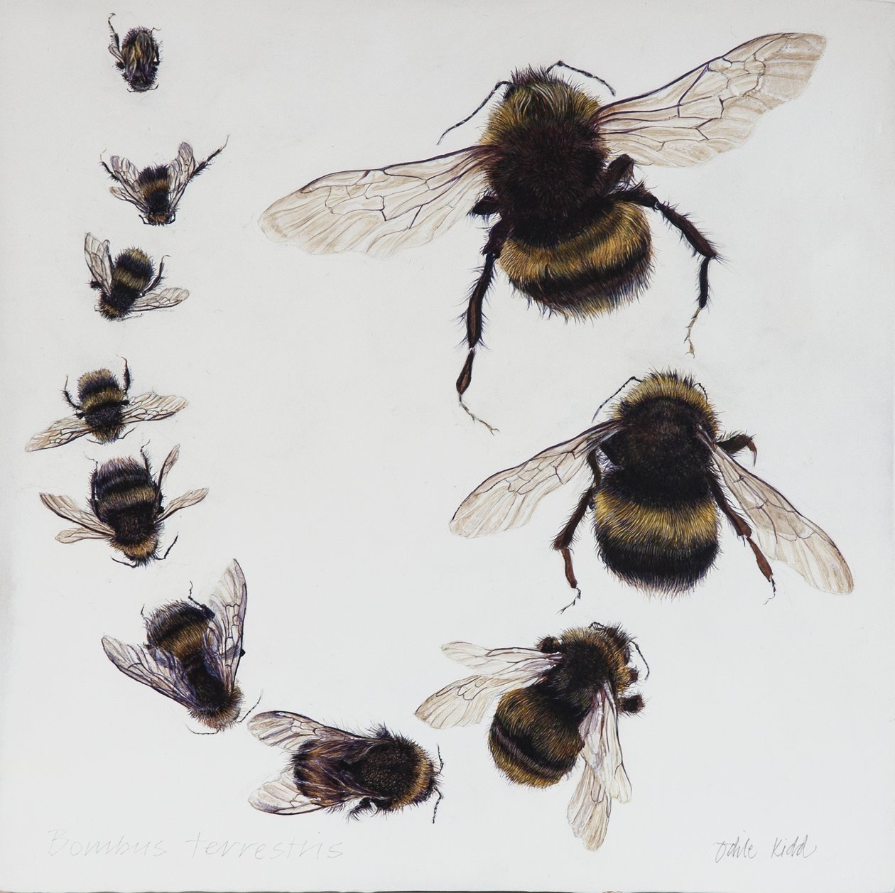  av Odile Kidd
