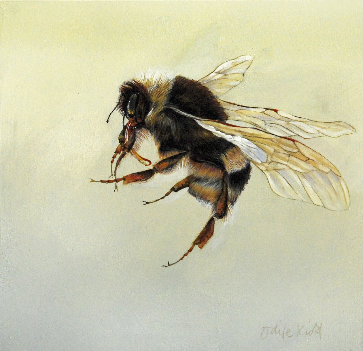  av Odile Kidd