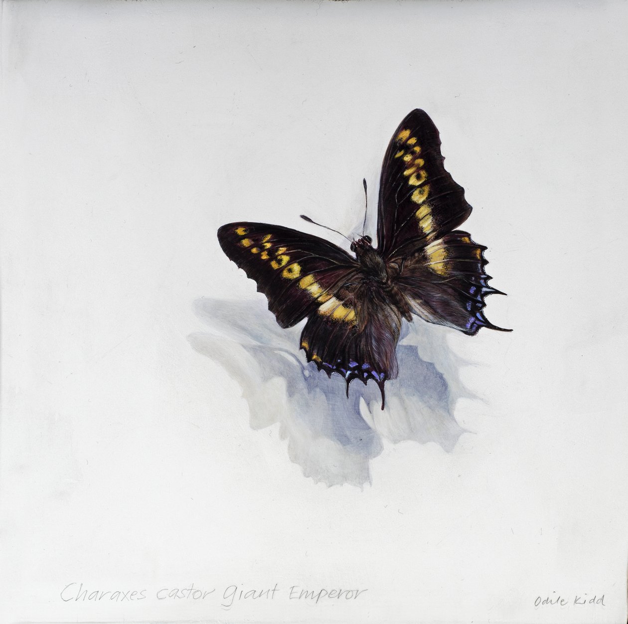 Charaxes castor, kjempekeiser, 2014 (akryl på gessoert tre) av Odile Kidd