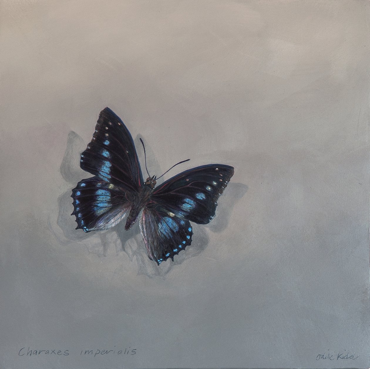 Charaxes imperialis 1 (a), 2014 (akryl på tre) av Odile Kidd