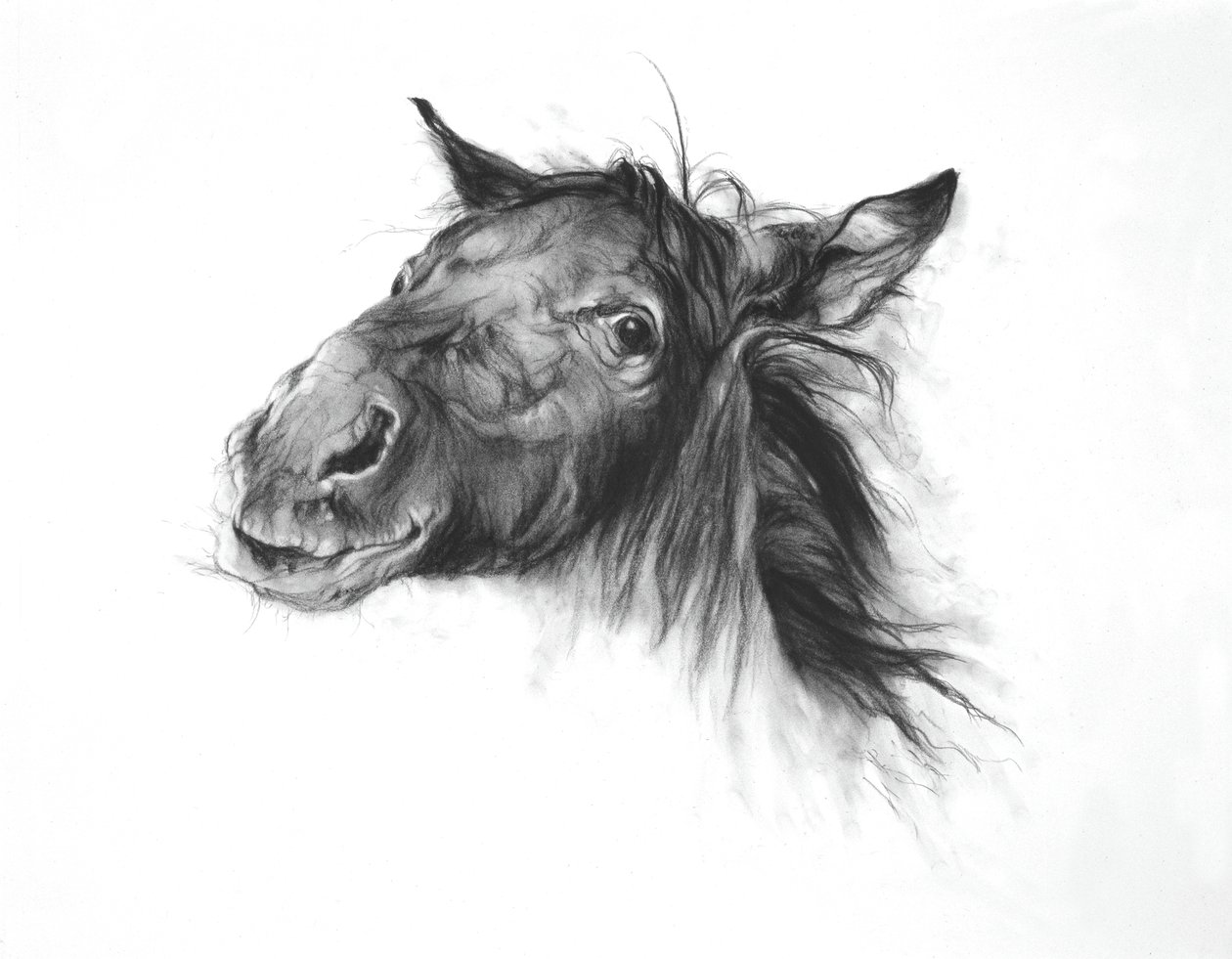 Colt, 2002 (kull på Fabriano-papir) av Odile Kidd