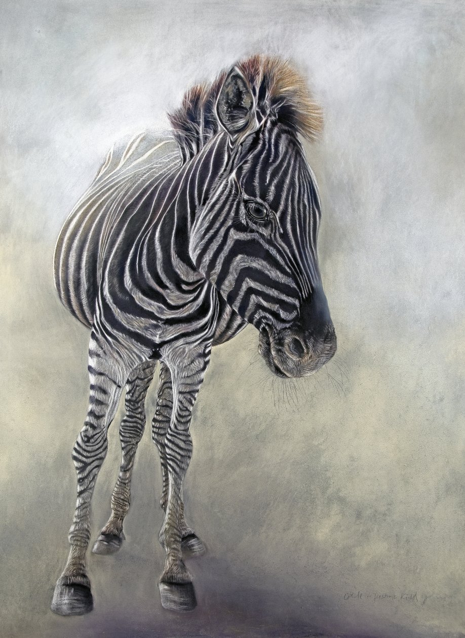 Equus burchelli 1, 2009 (kull, conte og krittpastell på Bockingford-papir) av Odile Kidd