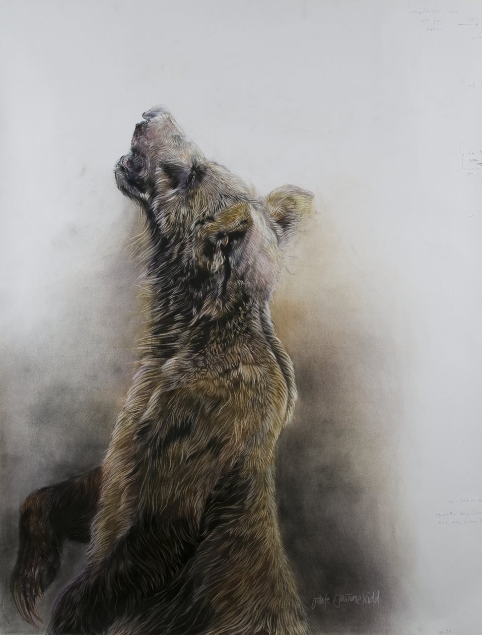 Grizzlybjørn 3, 2009 (kull, conte og krittpastell på Fabriano-papir) av Odile Kidd