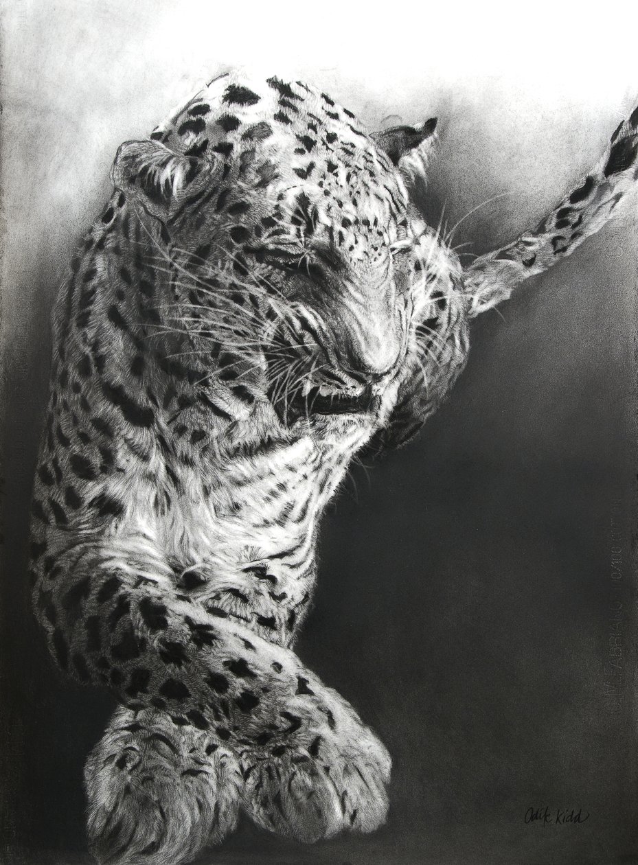 Panthera pardus 1, 2009 (kull og conte på Fabriano-papir) av Odile Kidd