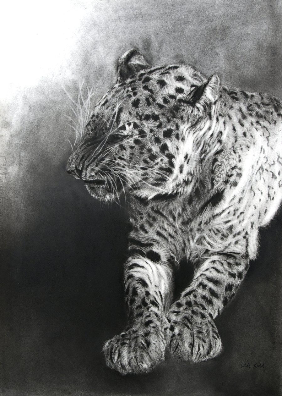 Panthera pardus 2, 2009 (kull og conte på Fabriano-papir) av Odile Kidd