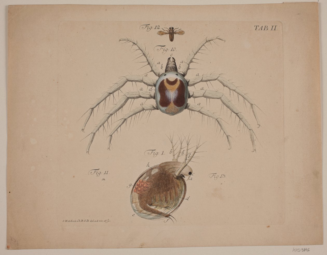 Insekter. Plate II av zoologisk arbeid av Odvardt Helmoldt de Lode