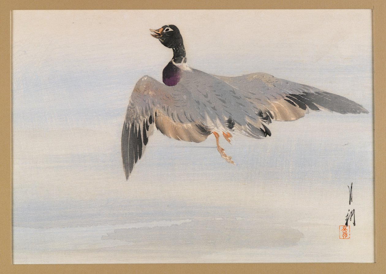 Duck Rising from the Water, albumside fra en Bird and Flower (Kacho) Book, ca. 1890-1900 (treblokk fargetrykk med sølvpigment) av Ogata Gekko