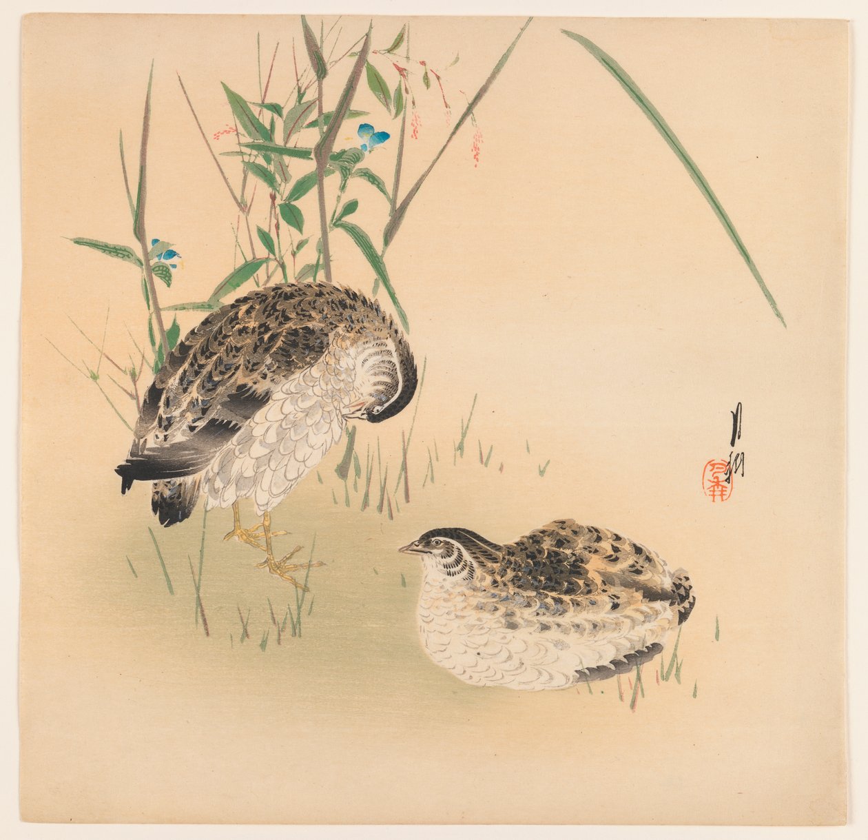 Two Quail, ca. 1890-1910 (treblokk fargetrykk) av Ogata Gekko