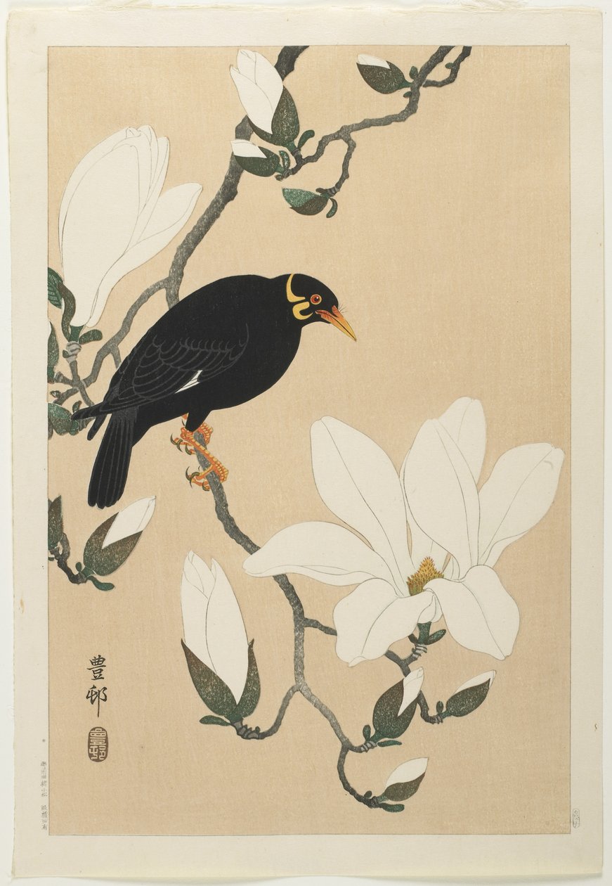 Hill Myna på en Magnolia-gren, midten av 1900-tallet av Ohara Koson