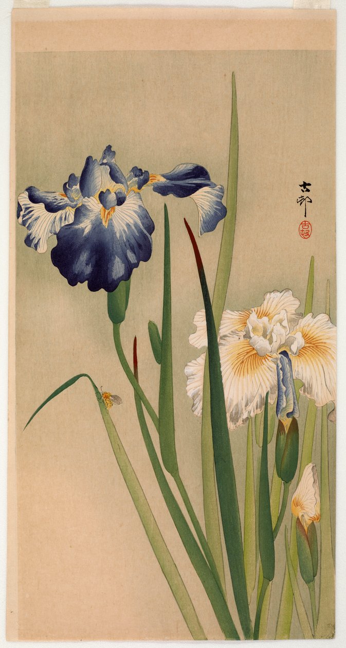 Lite insekt på blomstrende iris (farget treblokktrykk) av Ohara Koson