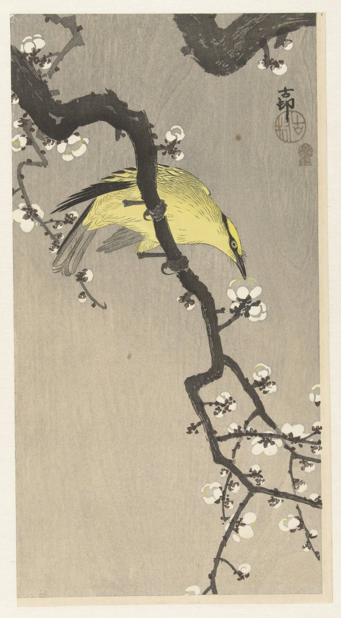 Kinesisk oriole på plommeblomstgren av Ohara Koson