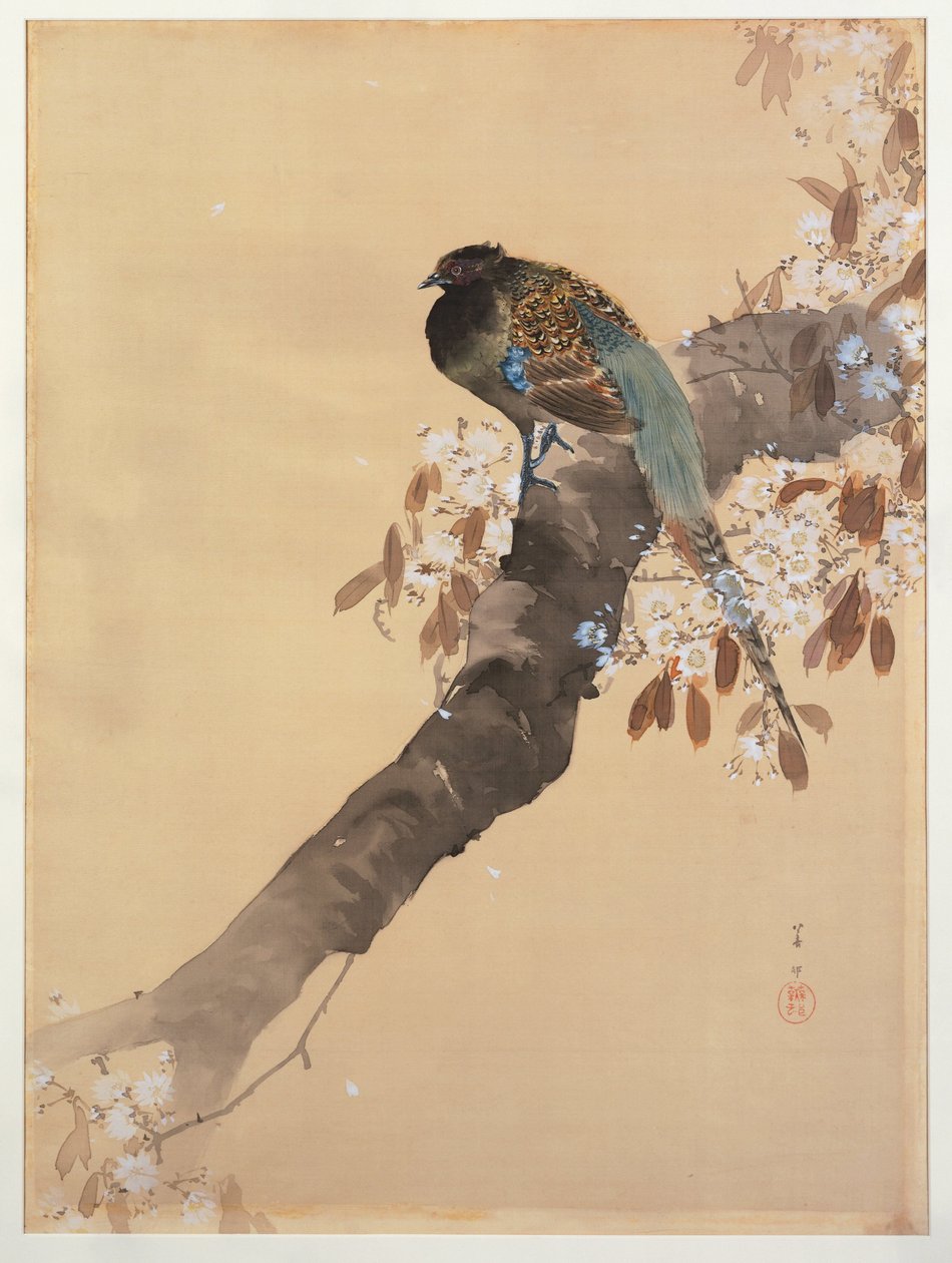 Fasan på kirsebærblomstgren av Ohara Koson