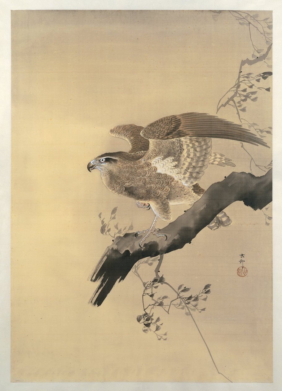 Hauk av Ohara Koson