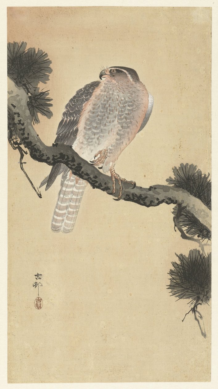 Hauk på furukren av Ohara Koson