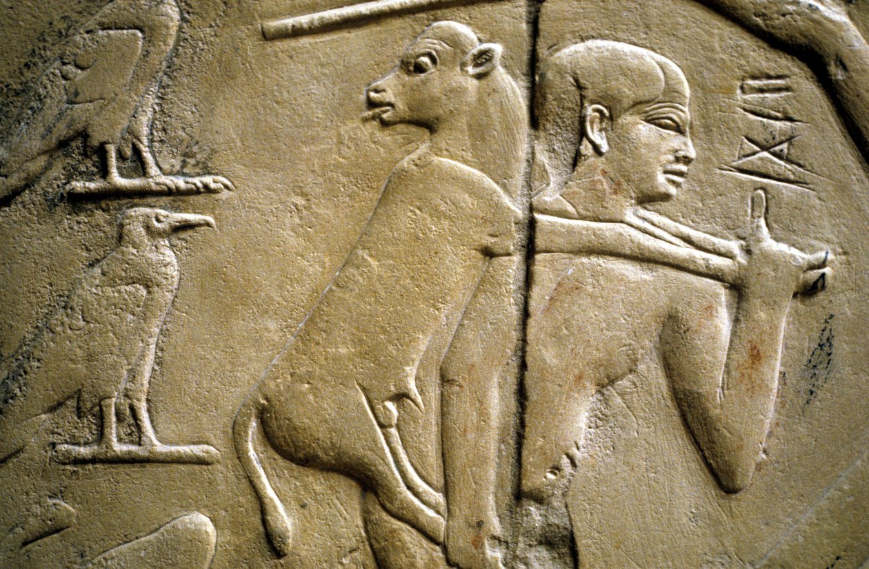 Detalj av et relieff som viser en mann som bærer et offerdyr av Old Kingdom Egyptian