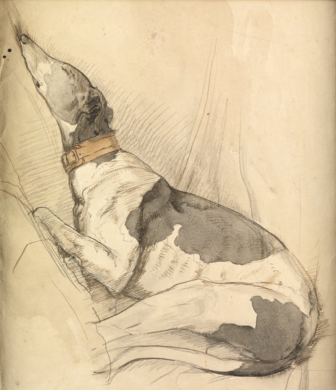 Sovende Greyhound (blyant, penn, blekk og vask på papir) av Olive Branson