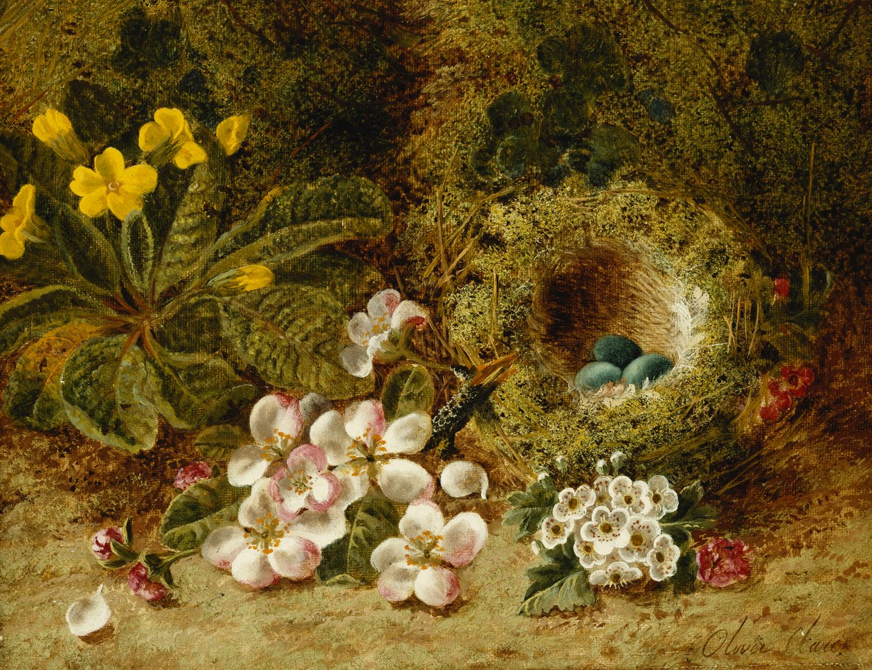 Epleblomster, et Primrose- og fuglerede på en mosegrodd bank, av Oliver Clare