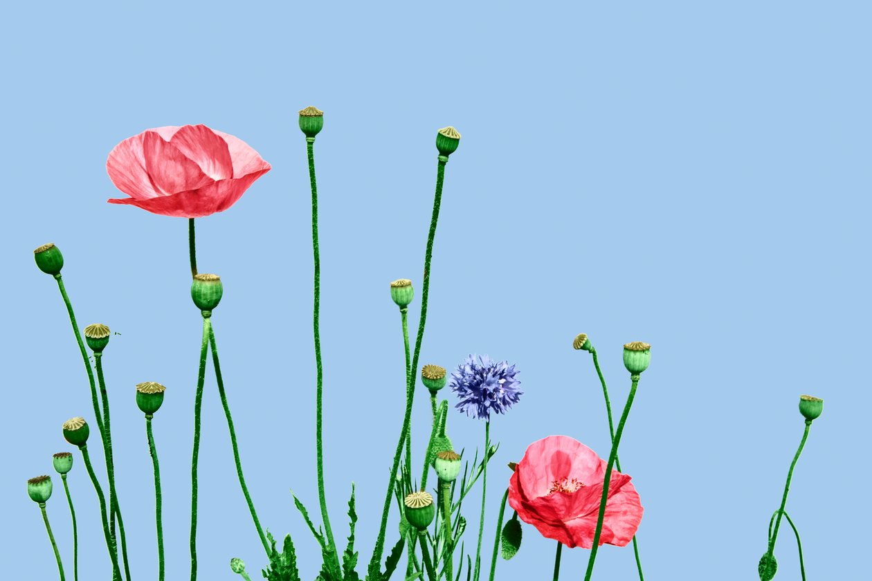 Rosa valmuer, 2019 (digitale blandede medier) av Olivia Gozzano