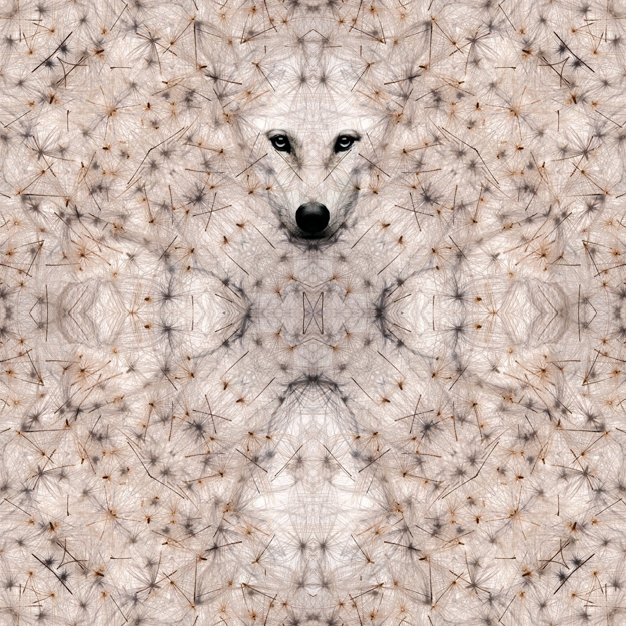 Semi lupus, 2023 (digitale blandede medier) av Olivia Gozzano