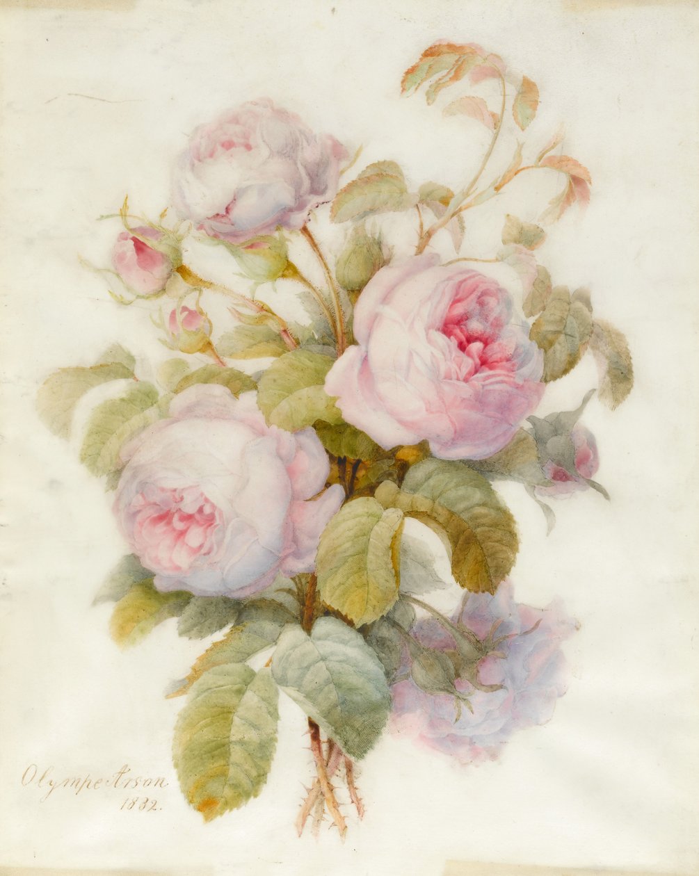 Bunch of Centifolio Roses, 1832 (wc over grafittkontur på vellum) av Olympe Arson