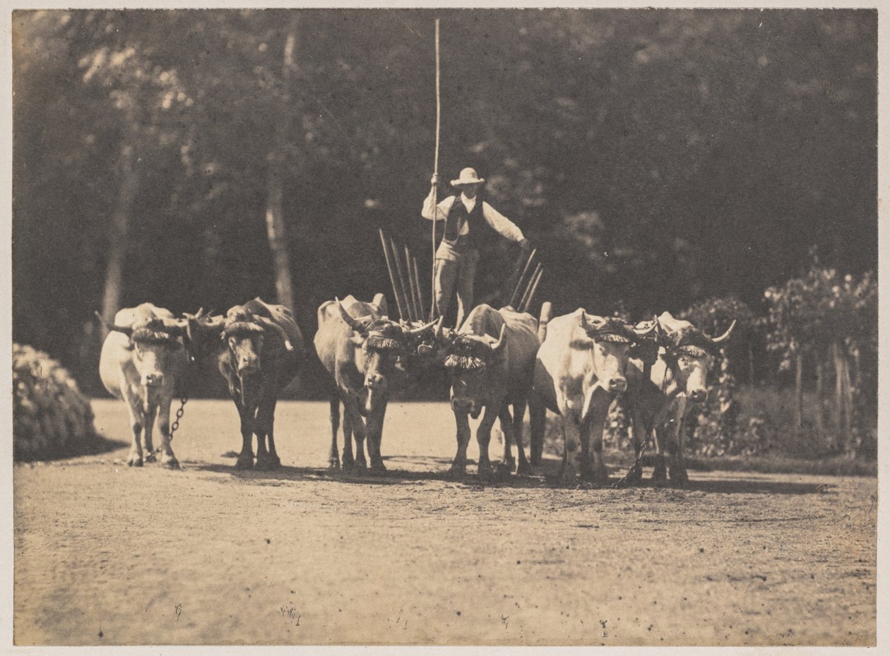 Six Oxen Team med sjåføren deres av Olympe Aguado