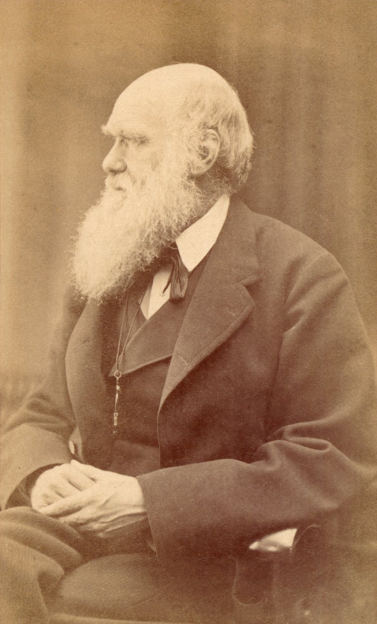 Portrett av Charles Darwin i en alder av 72, ca. 1871 (albumtrykk) av Oscar Gustav Rejlander