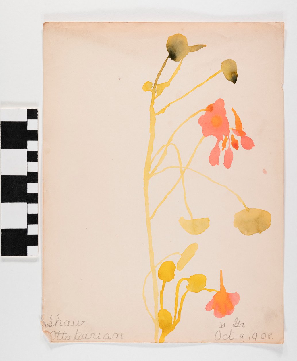 Oransje blomster av Otto Burian