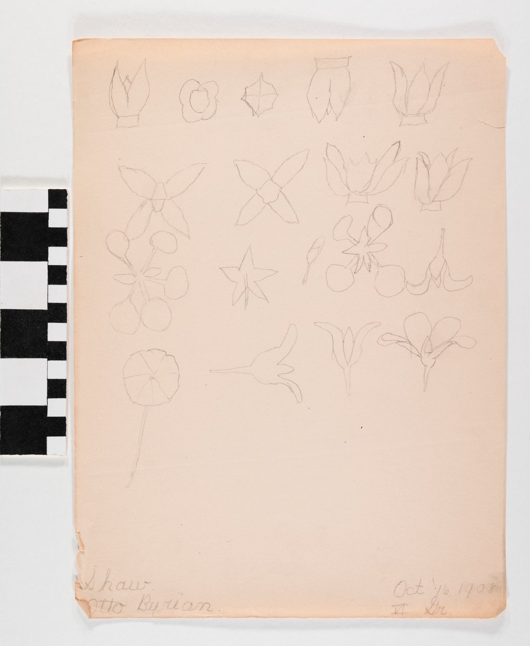 Blyanttegning på papir av mange forskjellige blomsterknopper i fire rader av Otto Burian