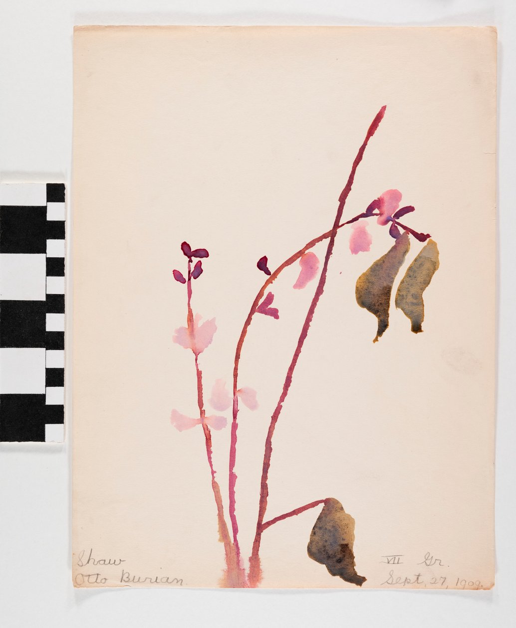 Akvarell på papir av rosa blomster med brune stilker av Otto Burian