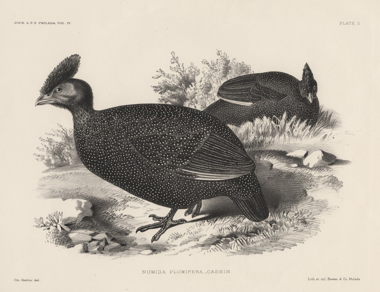 Numida Plumifera, litho av Bowen und Co., 1850 av Otto Koehler