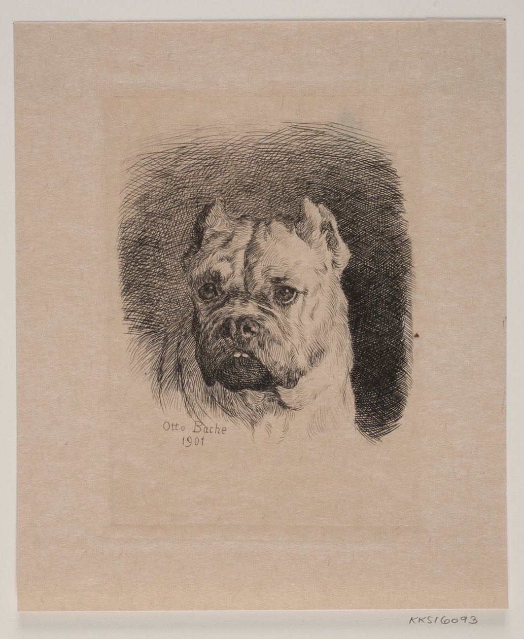 Et hundehode av Otto Bache