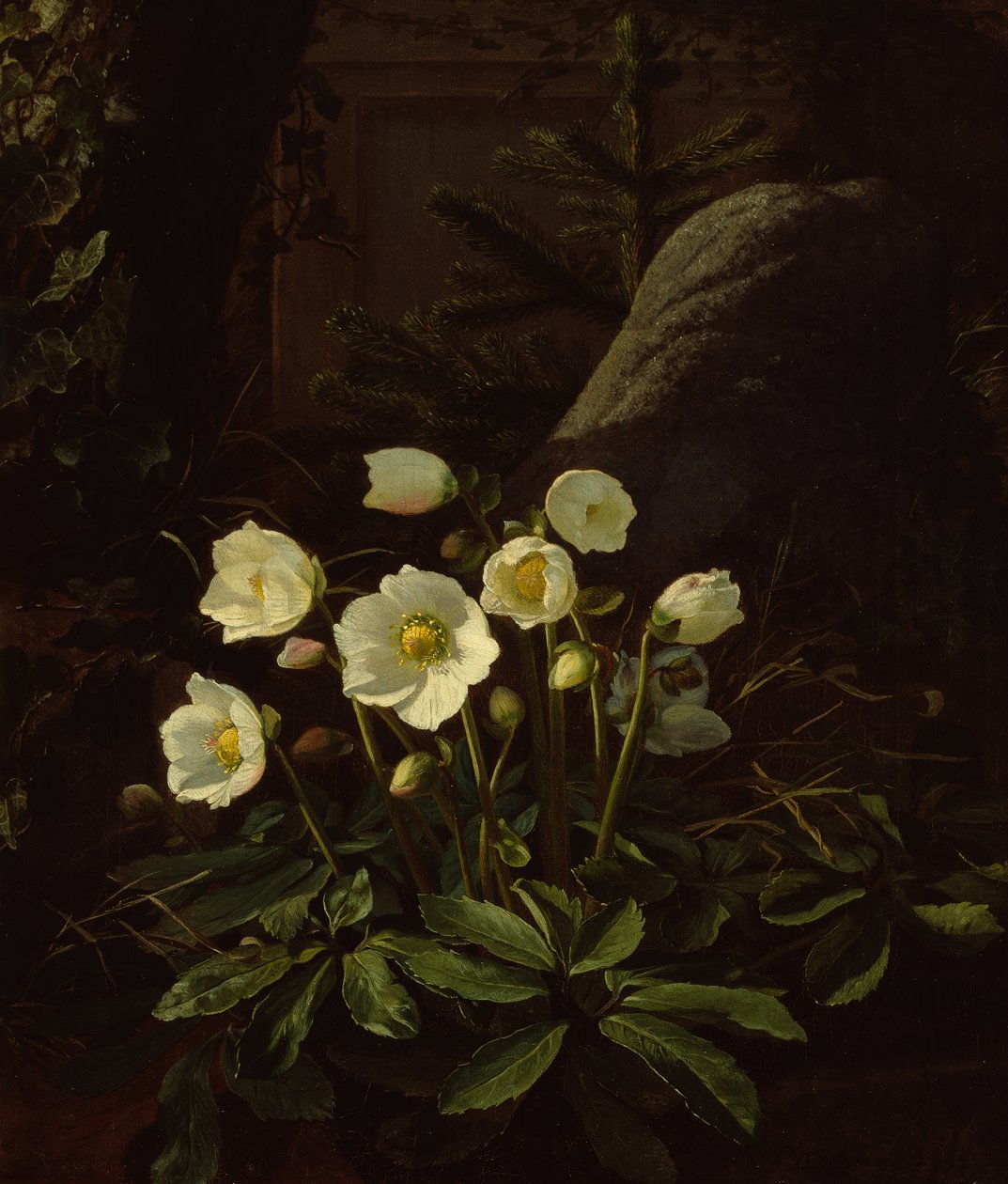 Hellebores in a Rockery (olje på lerret) av Otto Didrik Ottesen