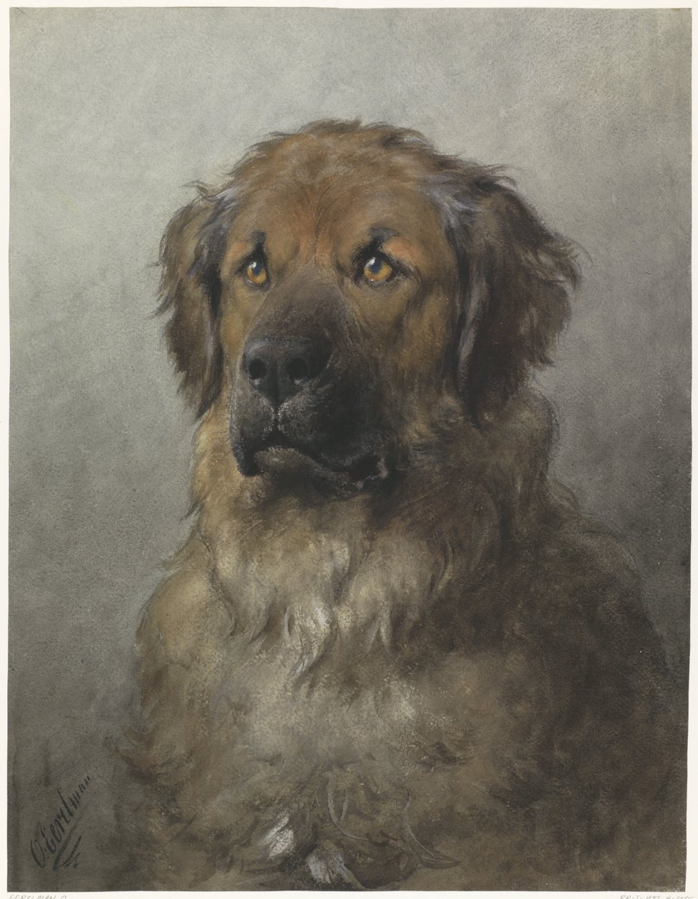 Leder for en Leonberger Leder av en Leonberger, forfra av Otto Eerelman