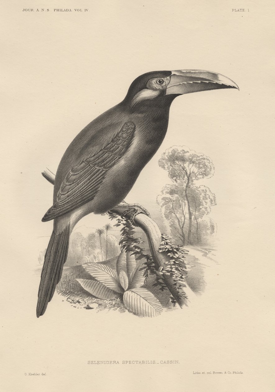 Selenidera Spectabilis, litho av Bowen und Co., 1850 av Otto Koehler